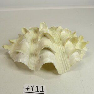 REAL 6" wide Clam Shell Tridacna Squamosa white